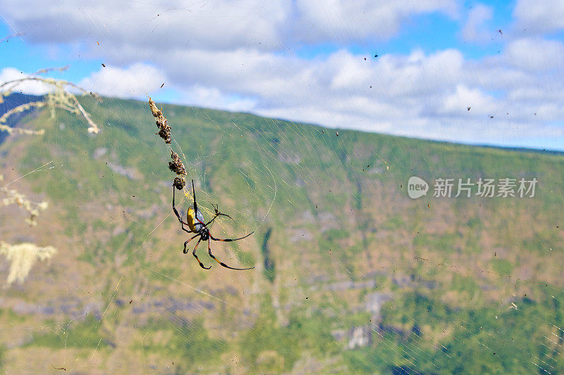 Nephila inaurata -留尼汪岛